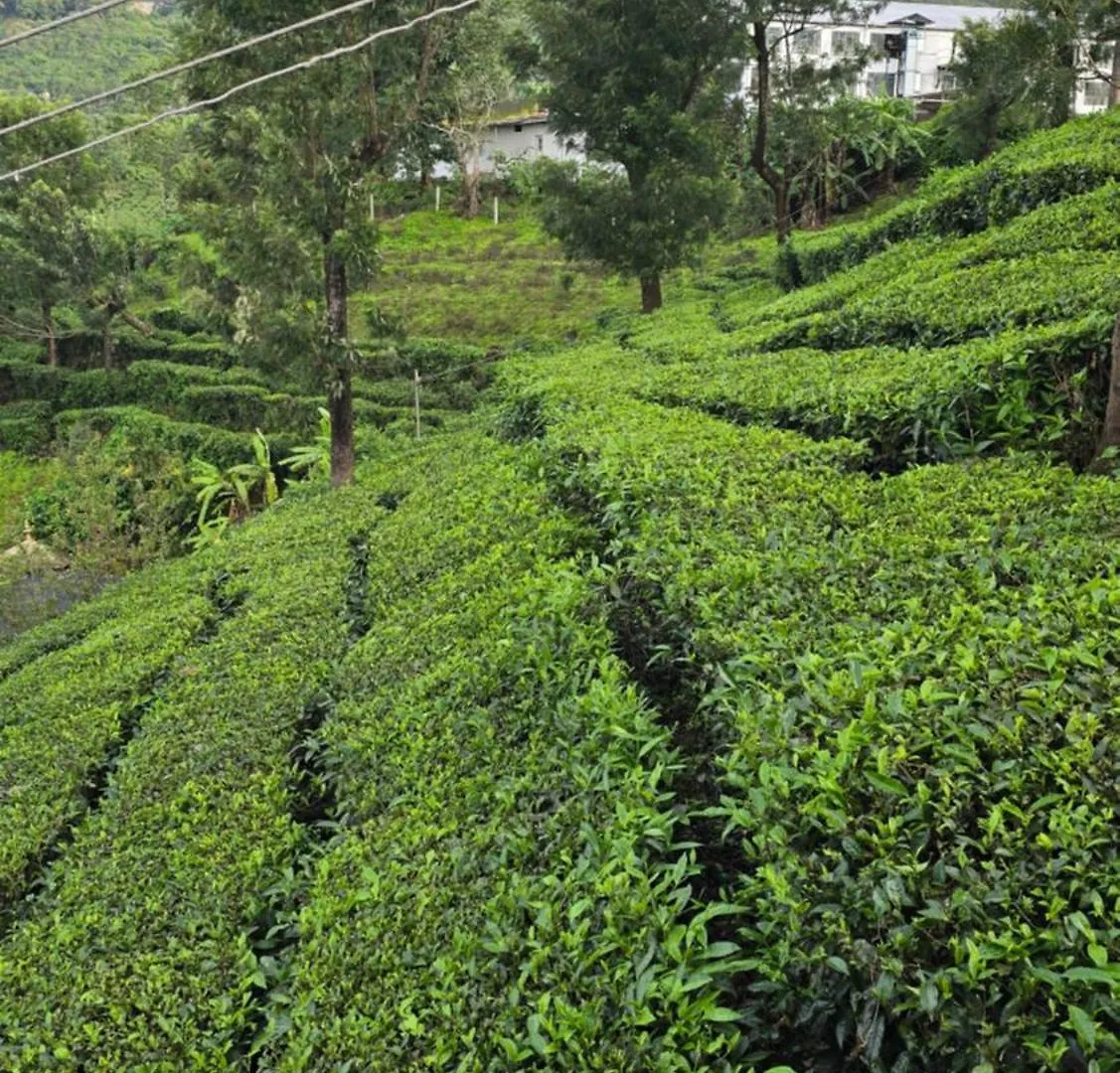 The Unplugged Escape Villa ,Munnar Munnar